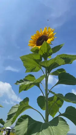 夏 ひまわり17pic