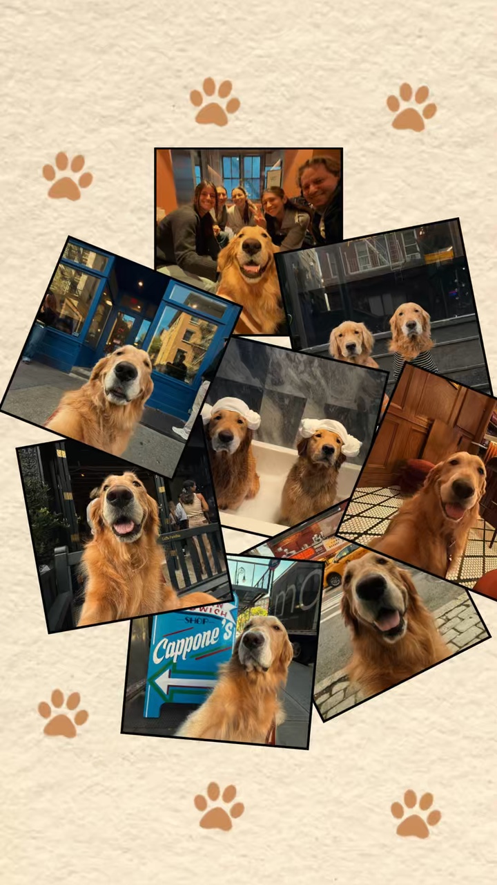 Hundehalde Foto