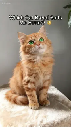 Kitten breeds??