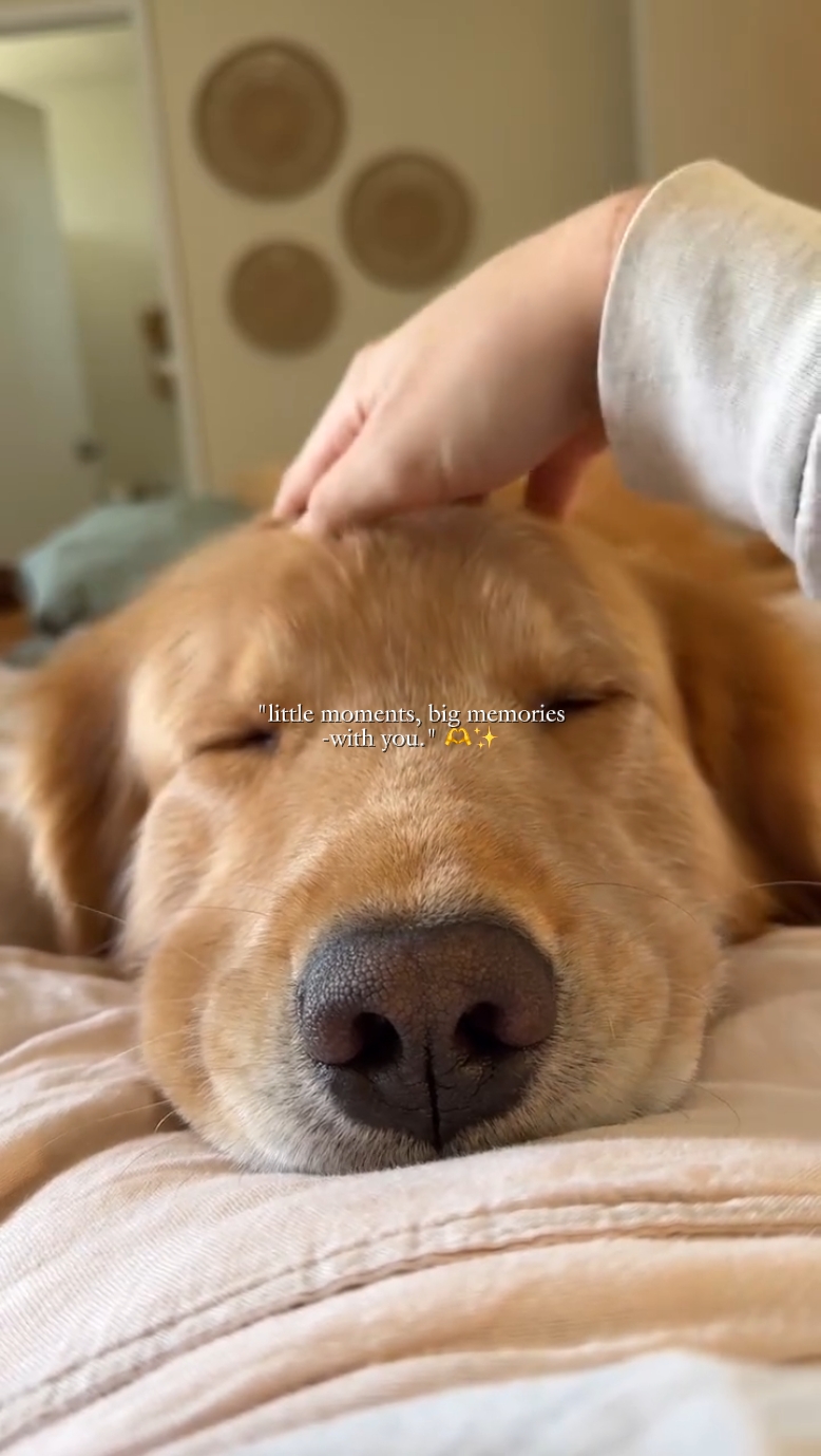 kwento ng pets moments