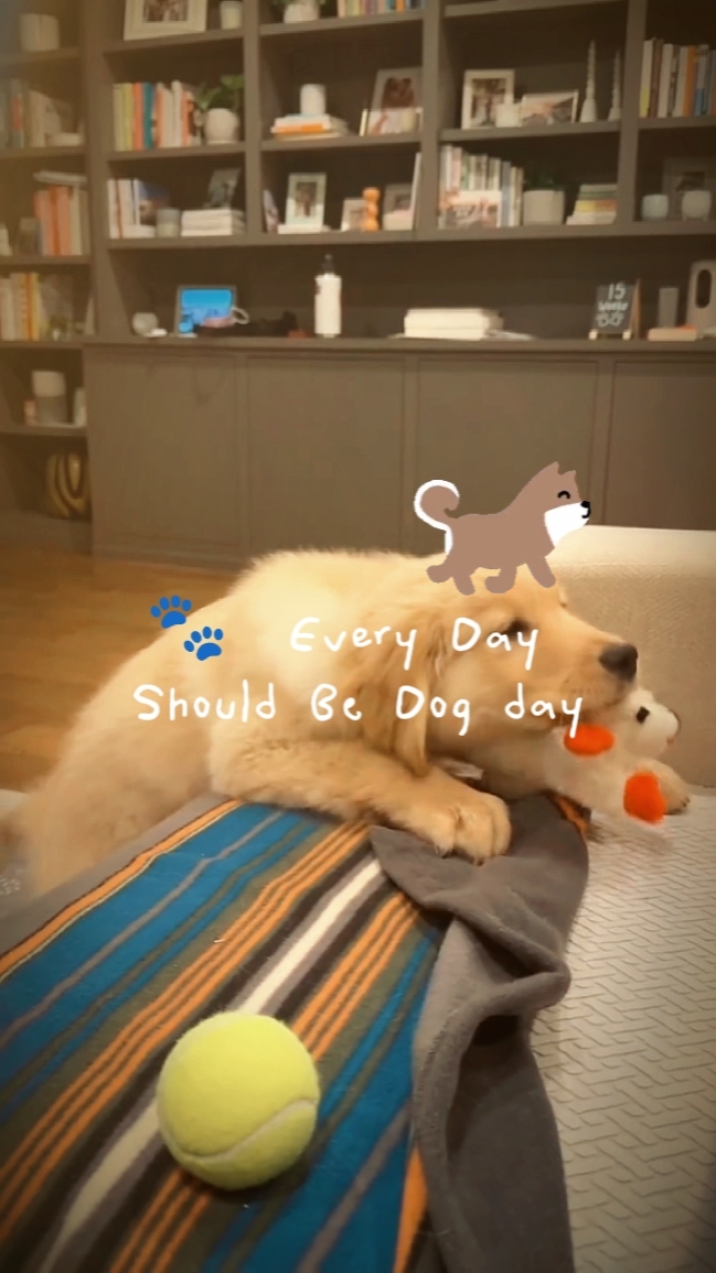 national dogday, new