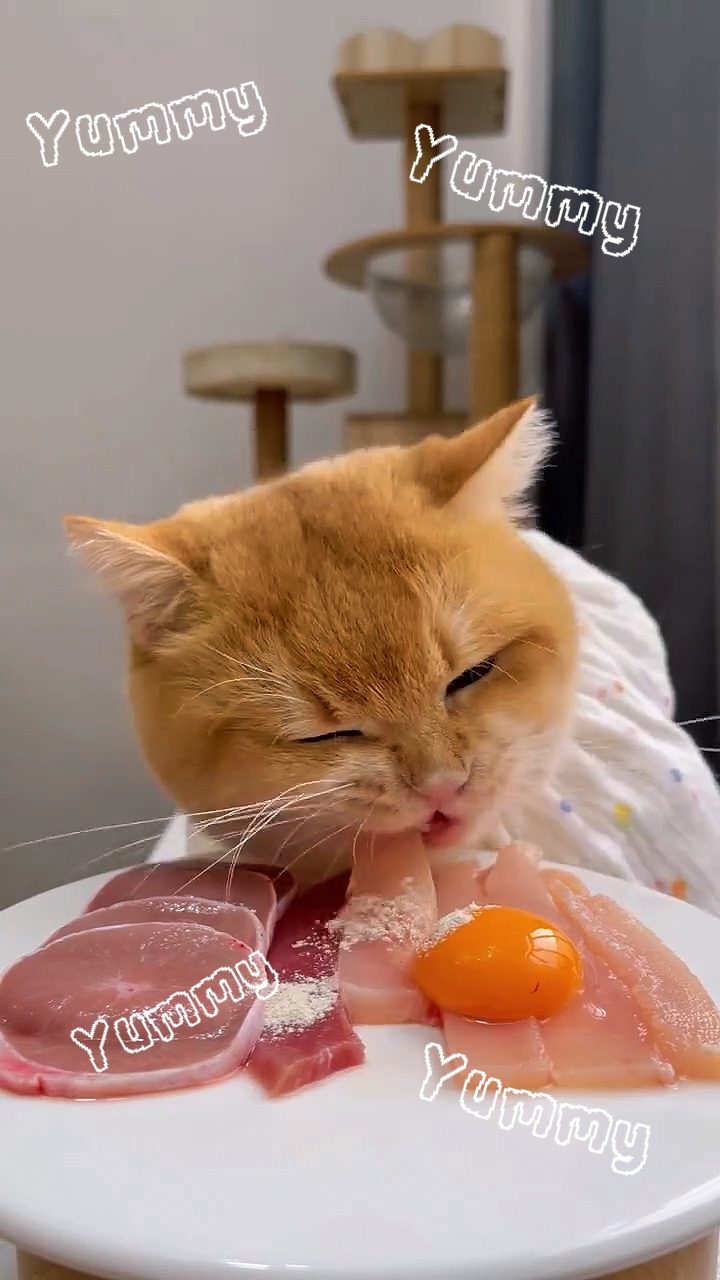 Cat Eats