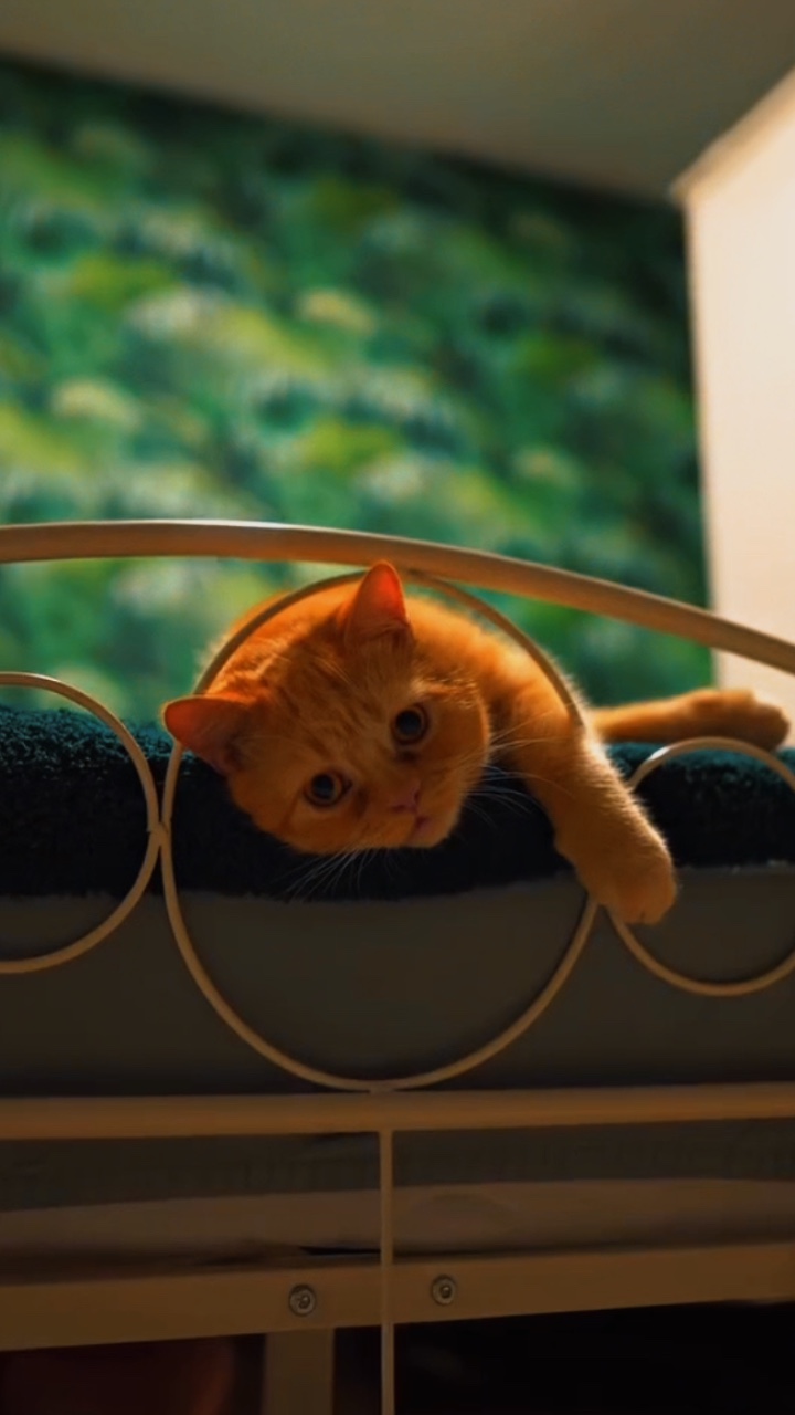KATZE> VIRALES LIED 🐈🧡