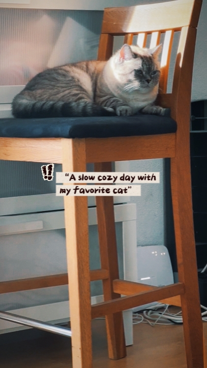 Kucing favorit saya