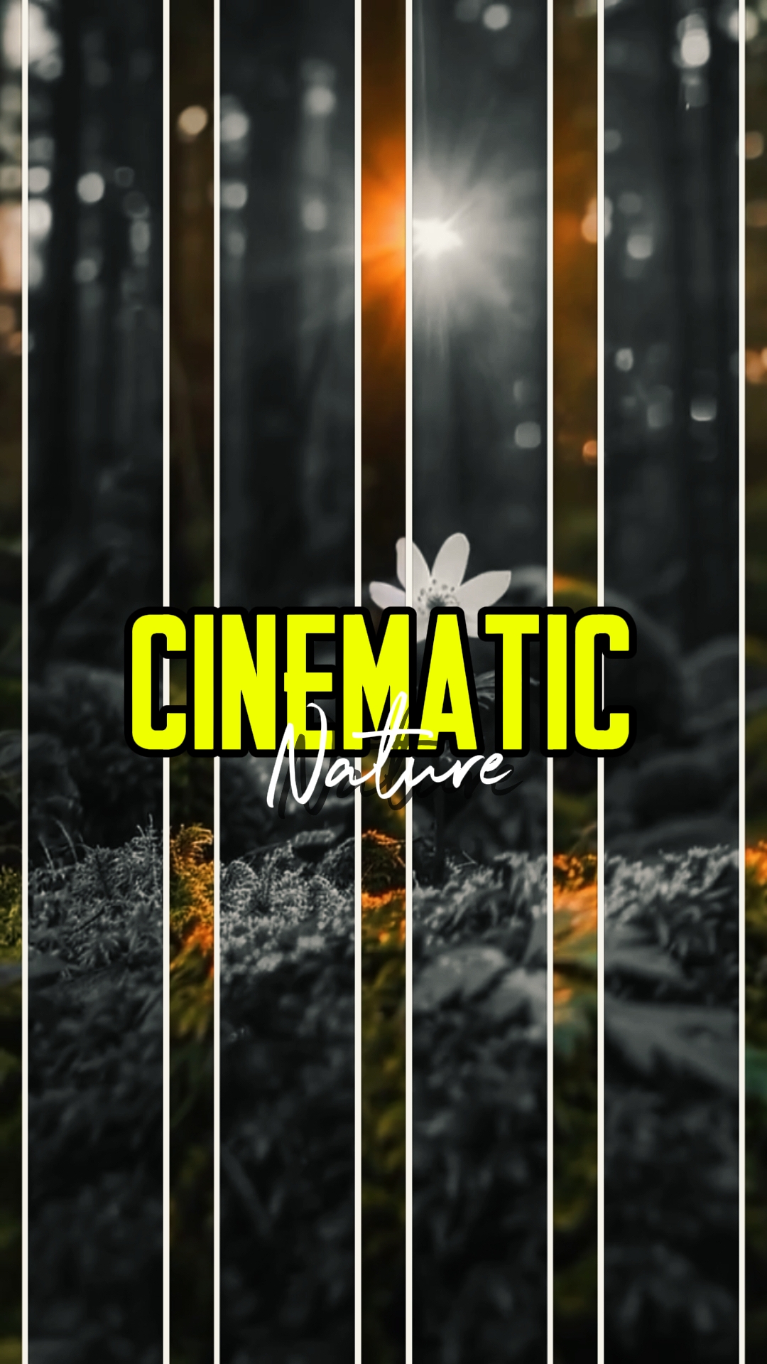 CINEMATIC NATURE