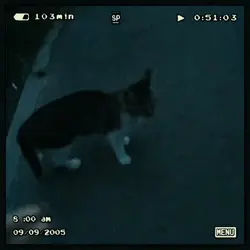 cats
