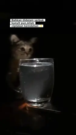 Serbuk kunyit tren