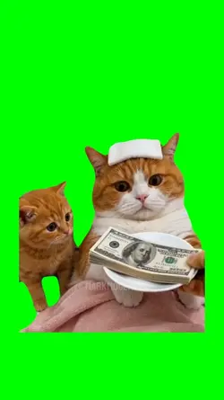 CAT GIRL SICK MEME