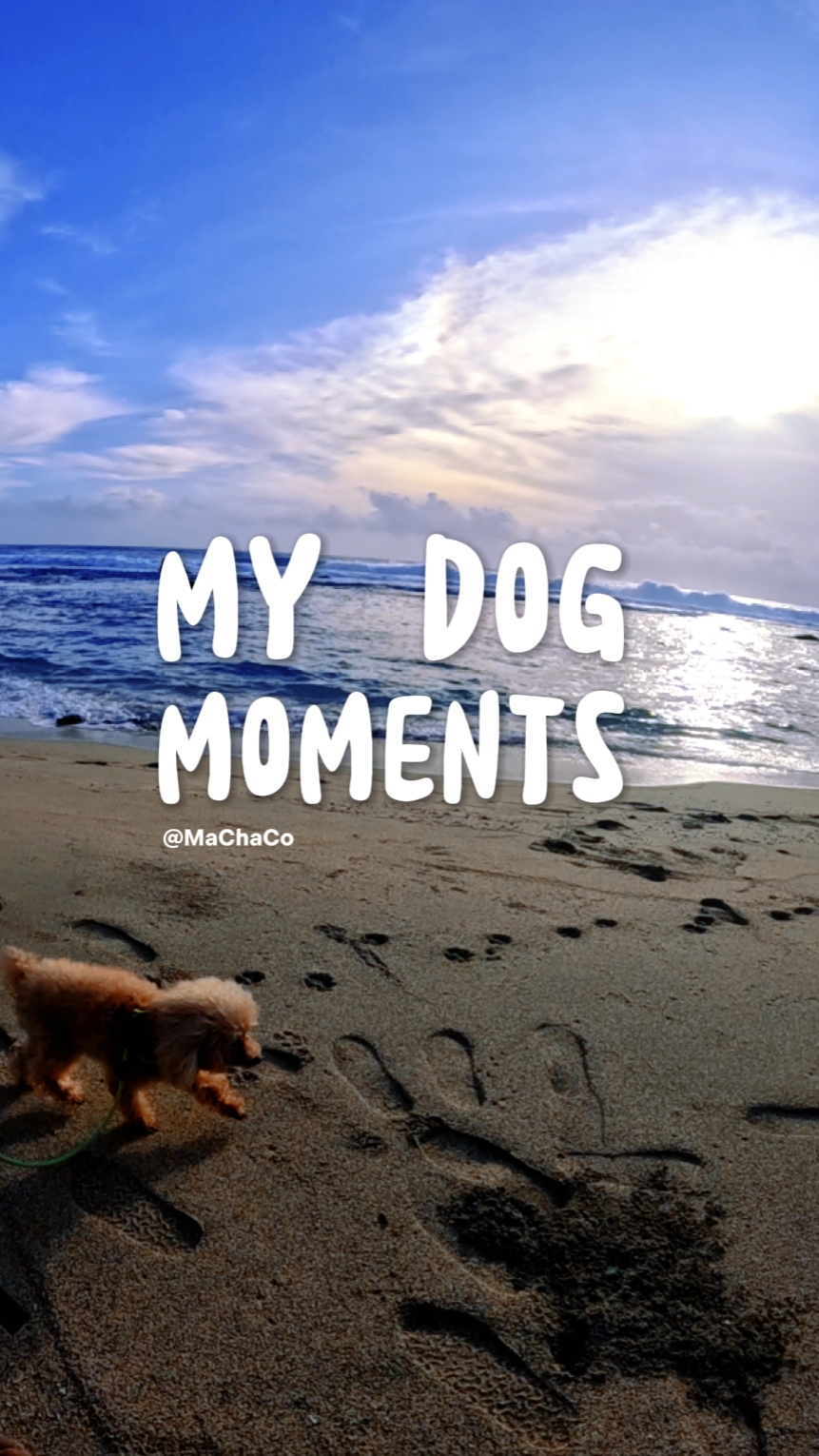 Plantilla de momentos de perro
