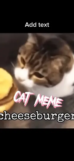 Cat meme