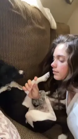 prank dog