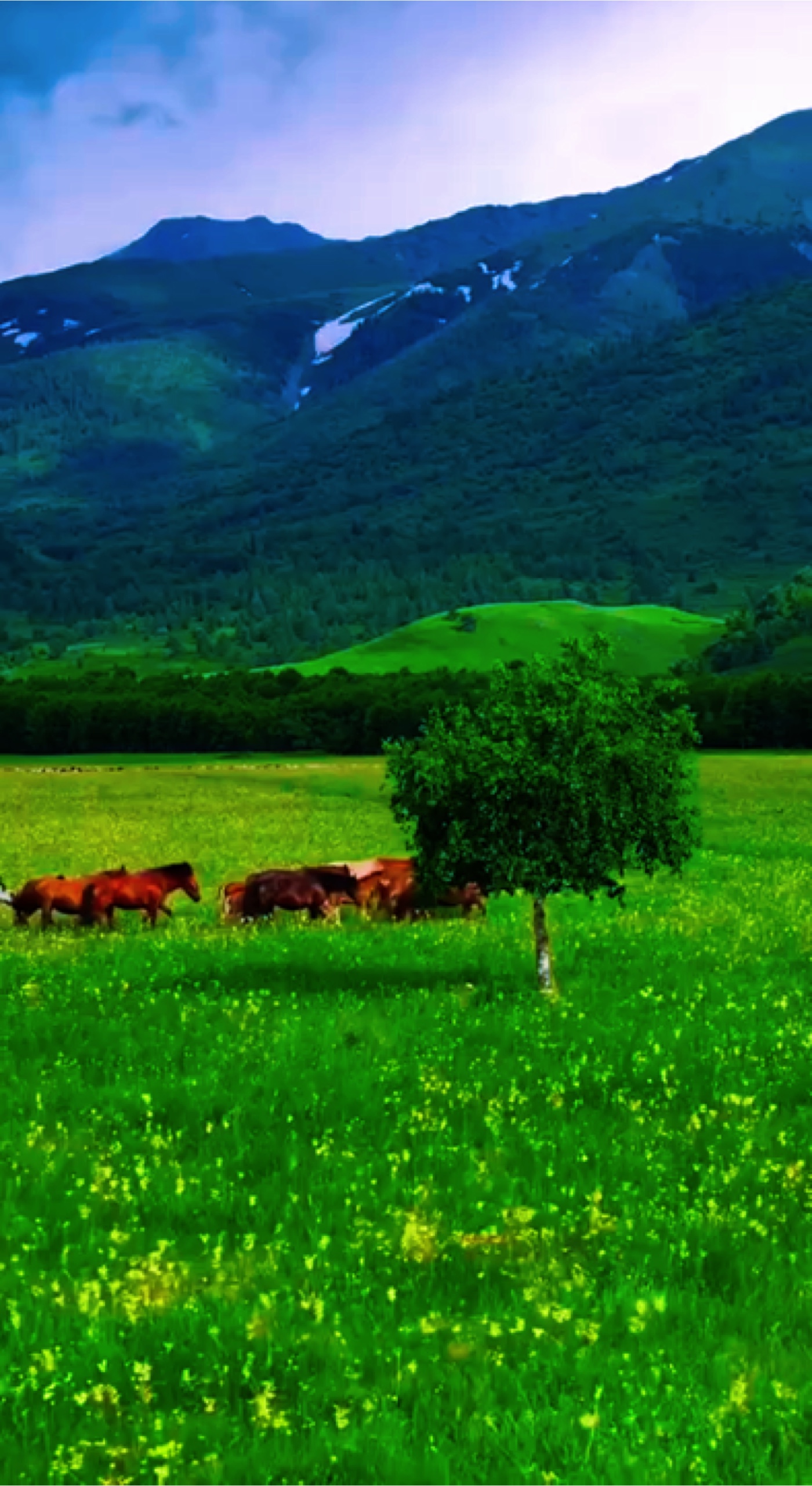 3 video nature
