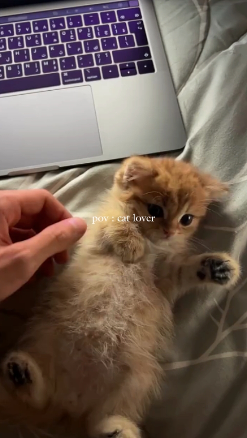 Pov na mahilig sa pusa 