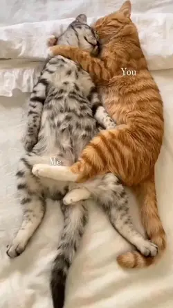 cat lovers