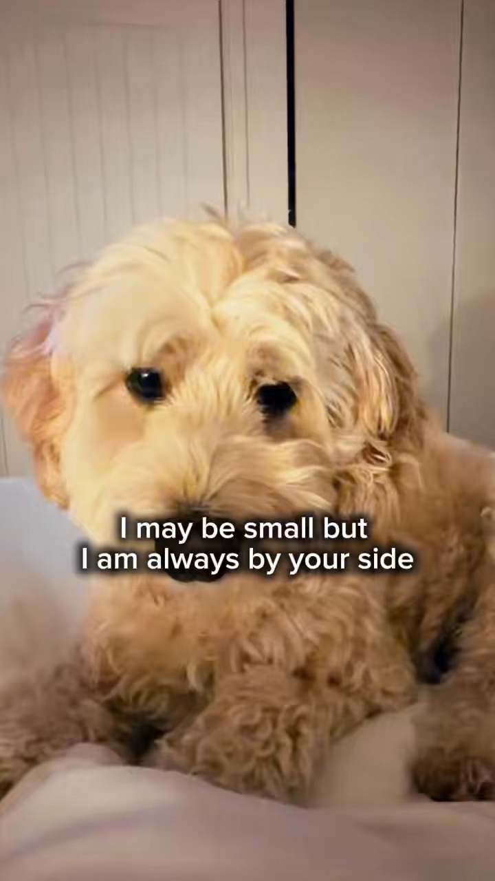 Köpek şablonu 
