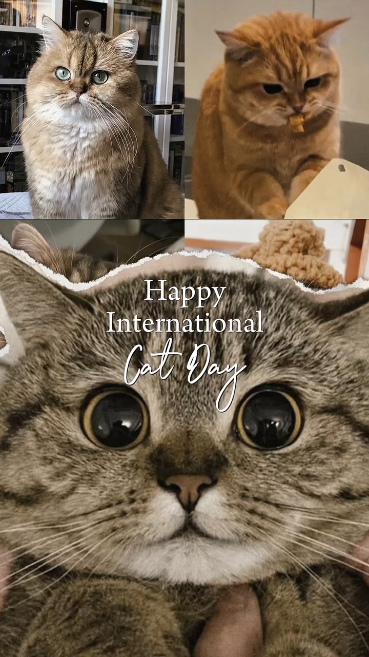 Gato Internacional