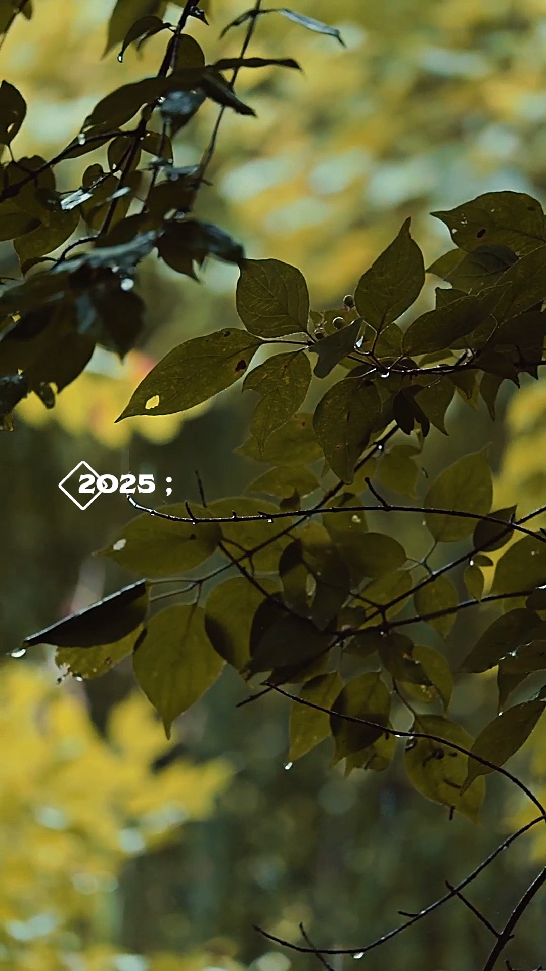 2025 Vs 2026
