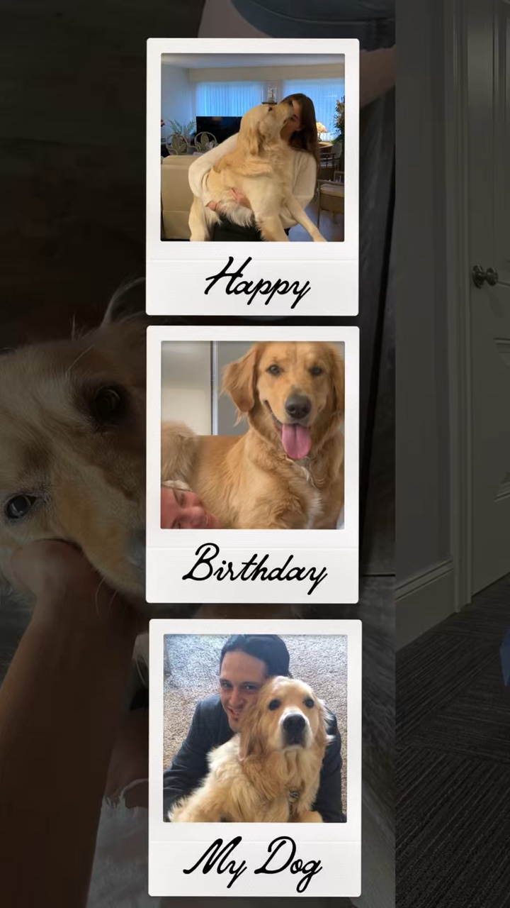 Alles Gute zum Geburtstag Hund 
