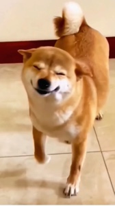 Cachorro fofo 