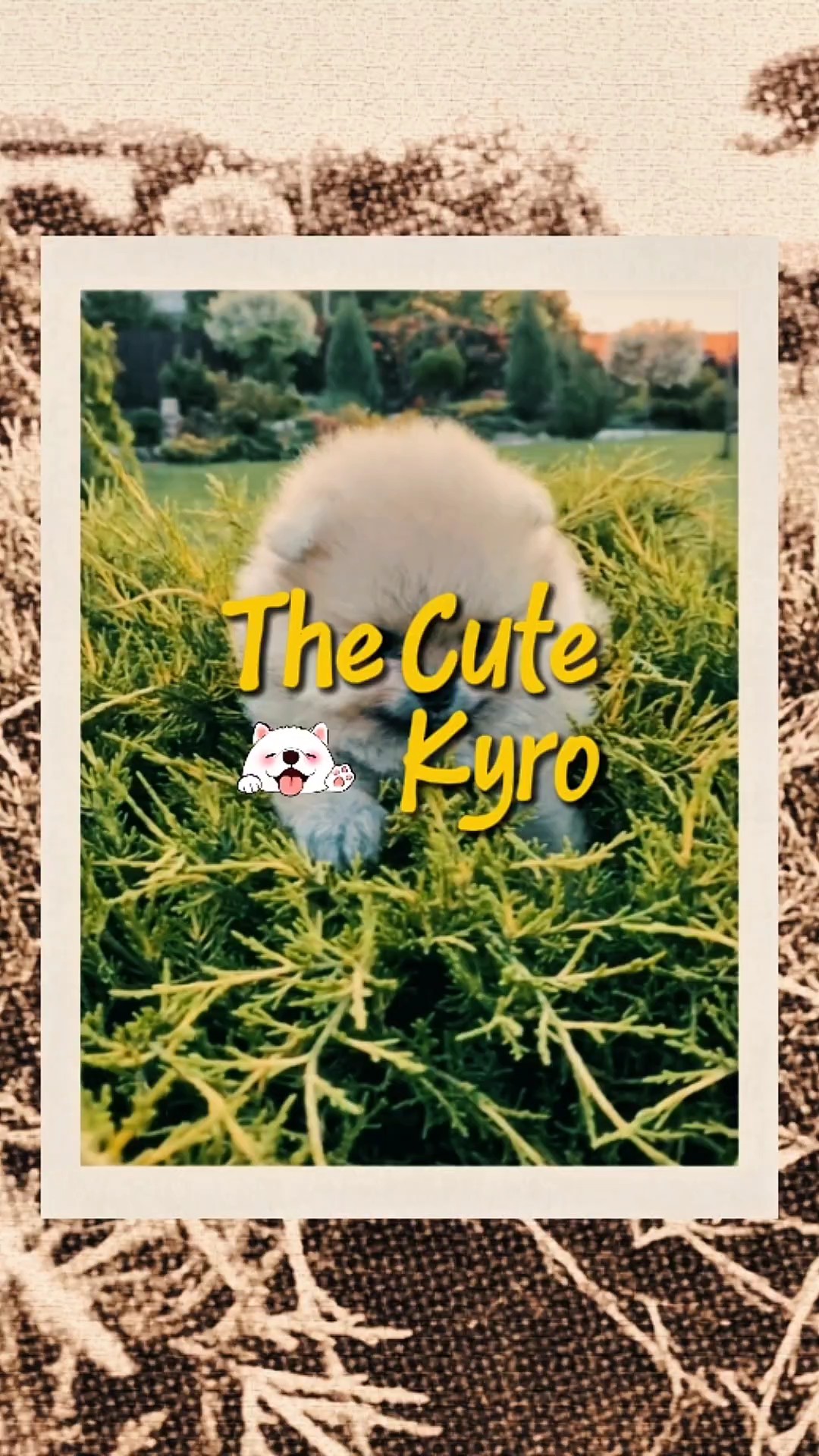 Kyro mignon