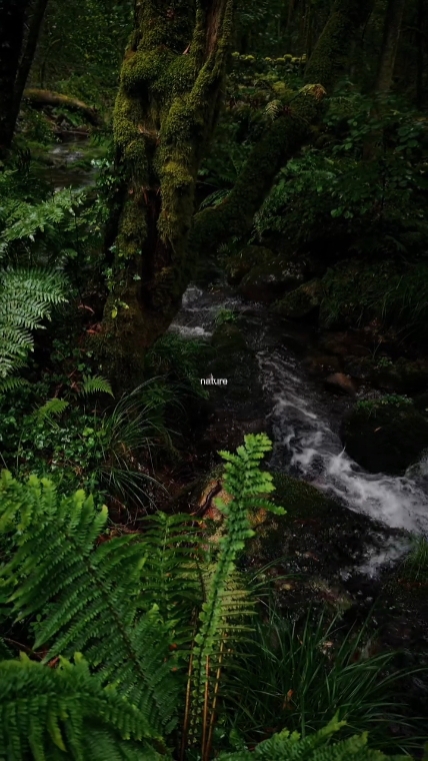 nature
