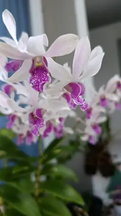 Orchid