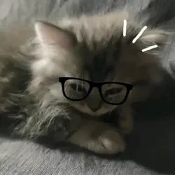 貓貓正方形