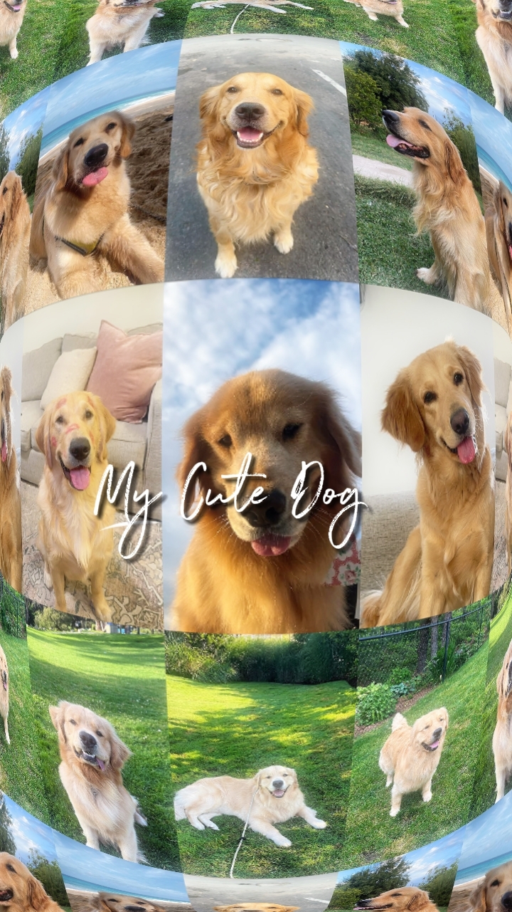 My cute dog