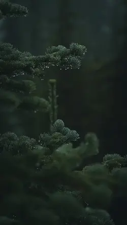 Nature cinematic