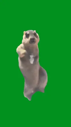 dancing beaver