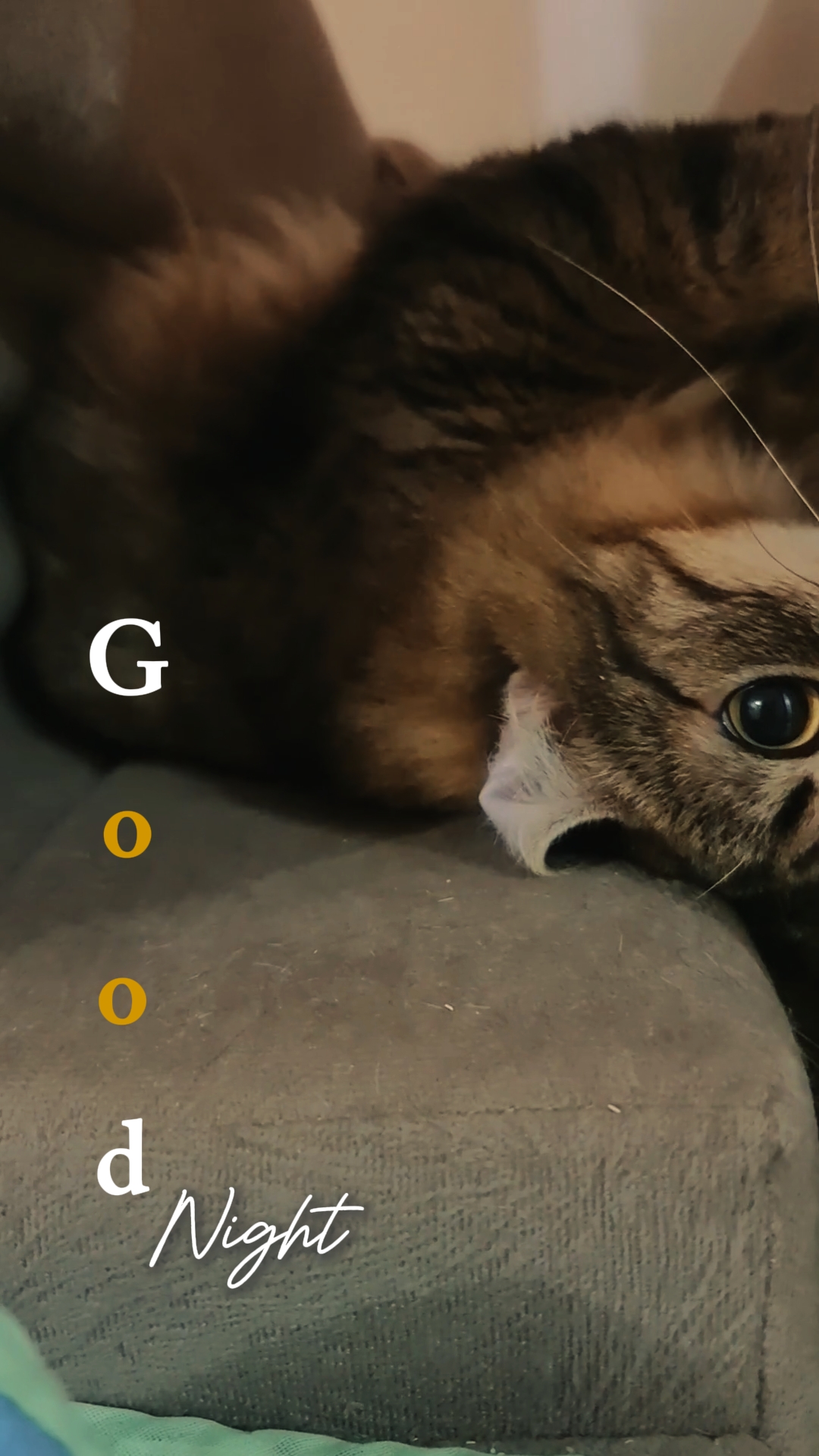 Gute Nacht von cat