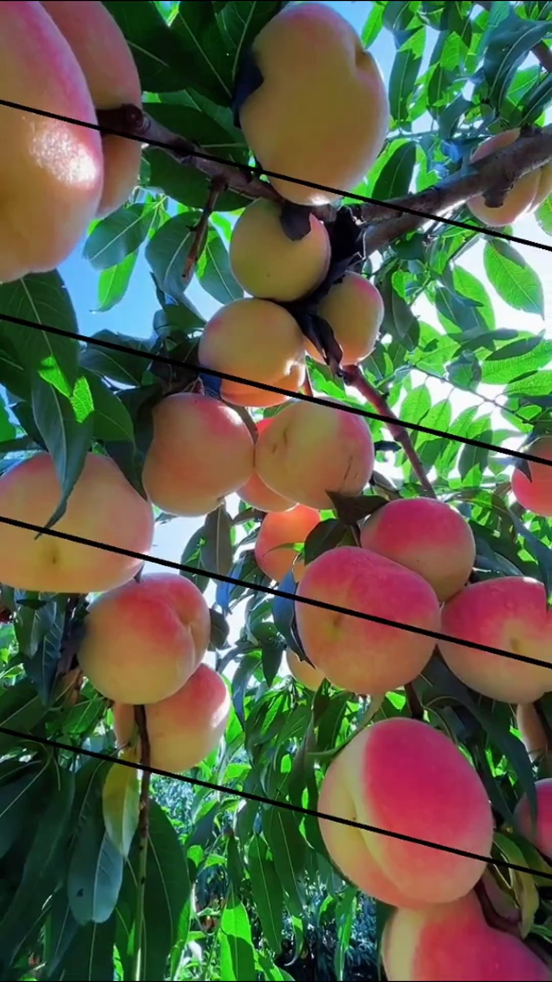 Buah Segar 