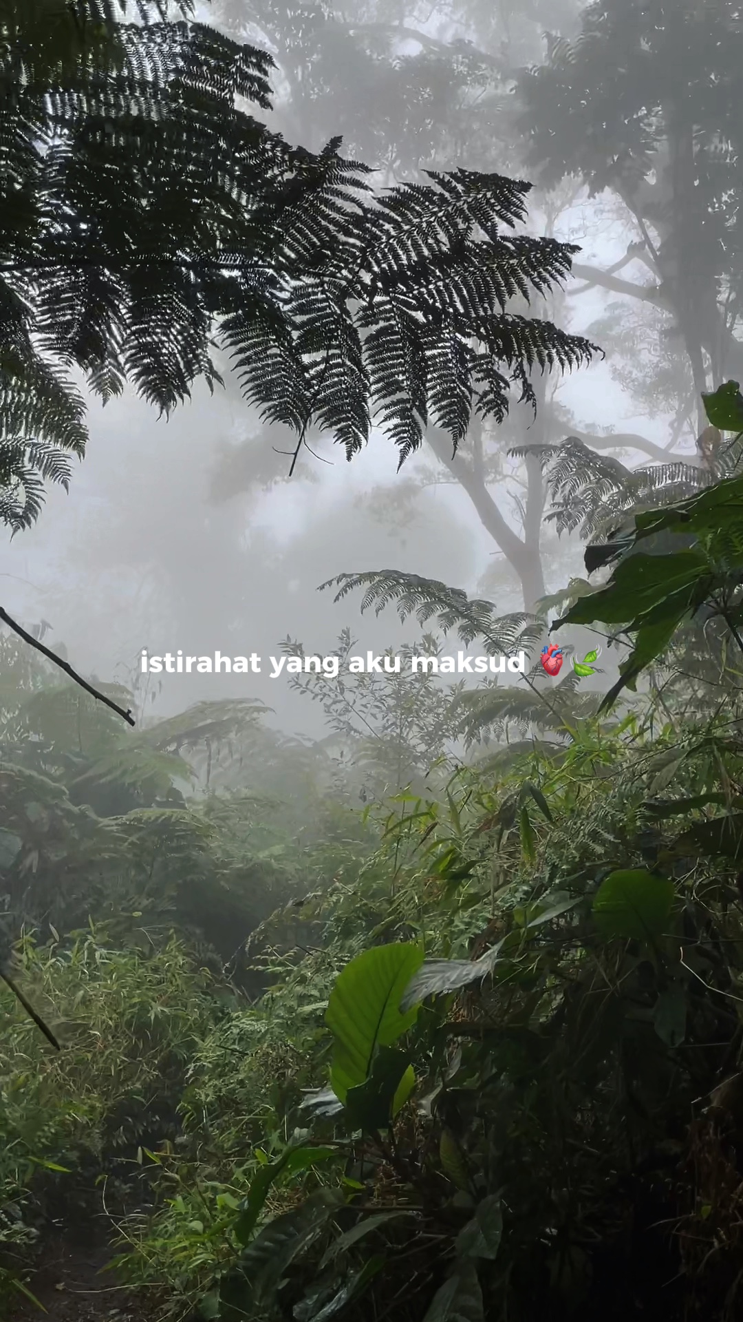 1 video alam