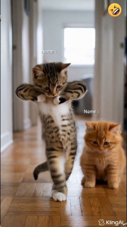 Funny Dance Cat... 
