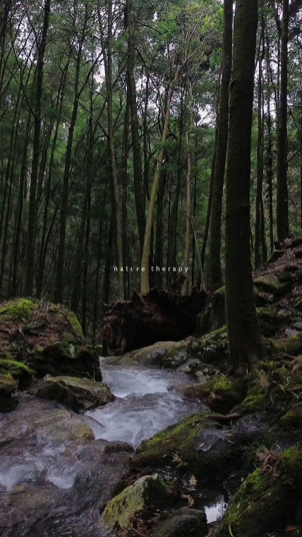 nature therapy