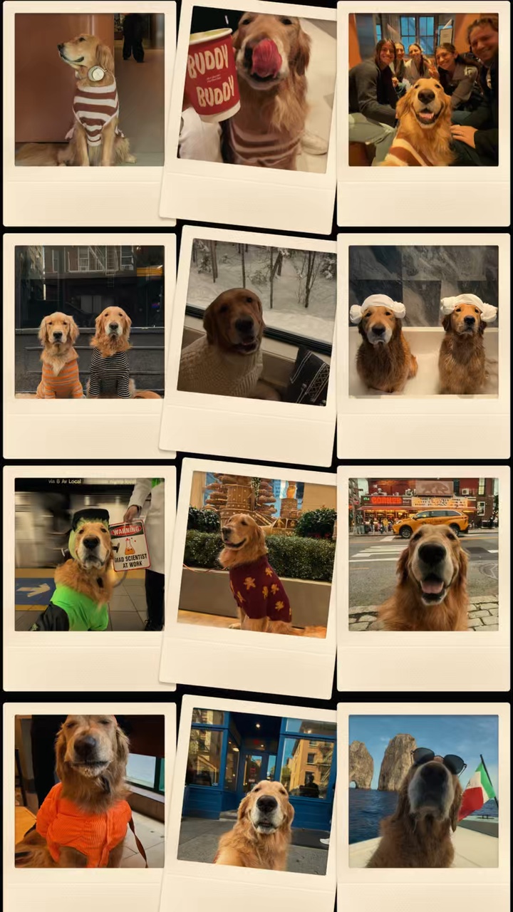 Mein Hund