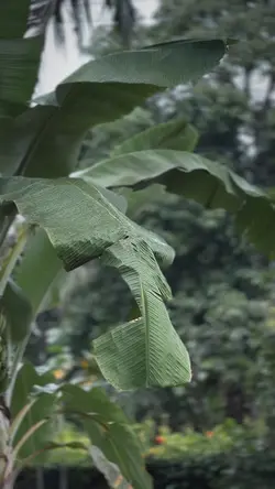 SEMPERO