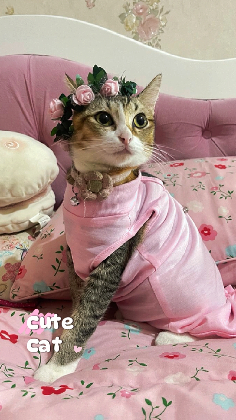Chat mignon