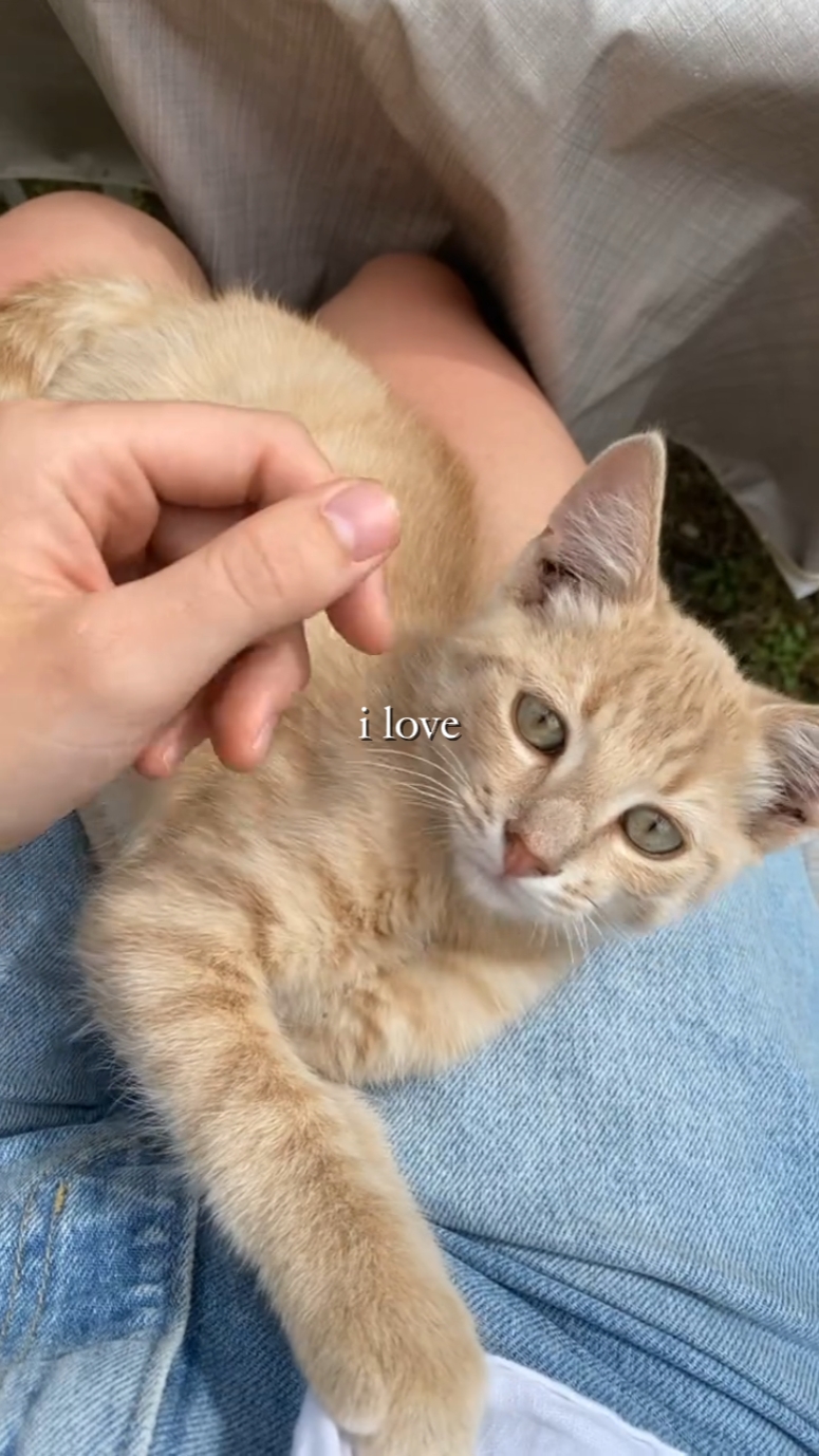 Eu amo gato
