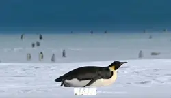 Penguins In
