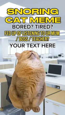 CAT MEME