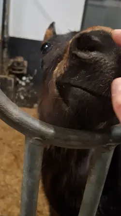 Secretly a dinosaur