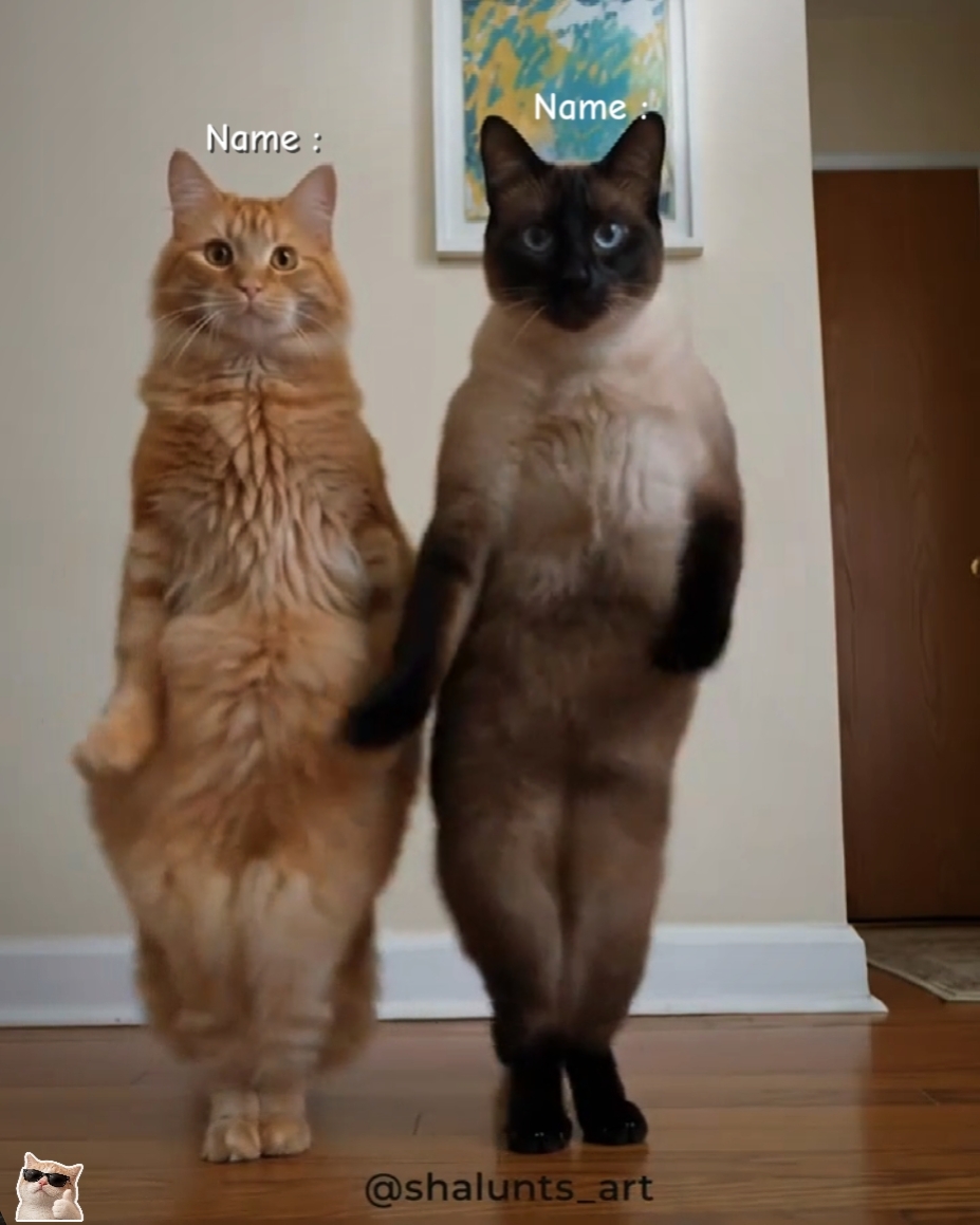 Dance Cat Trend 