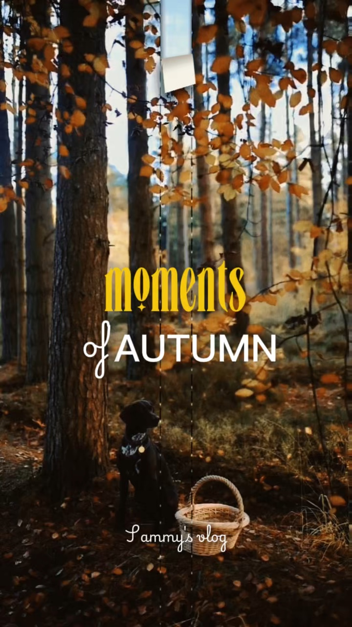 Dog's autumn vlog