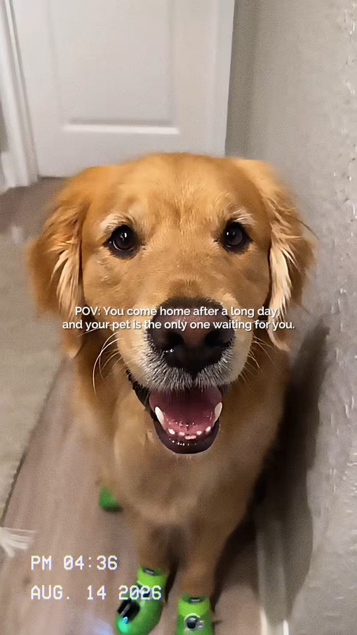 Pov Pet