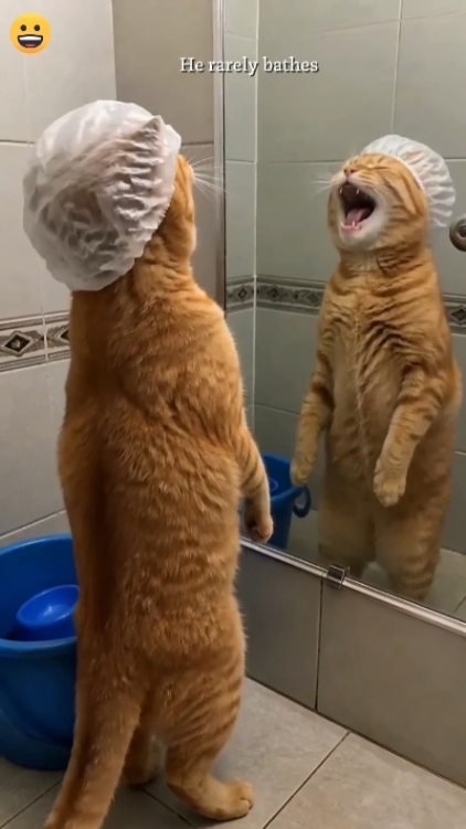 Teks Edit Kucing Lucu 