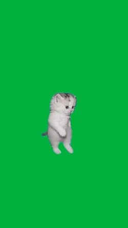 Kitten