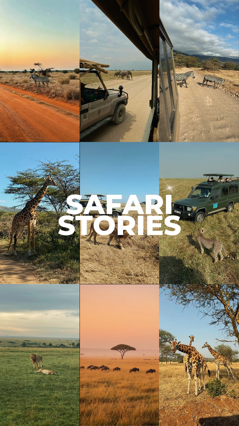 safari stories