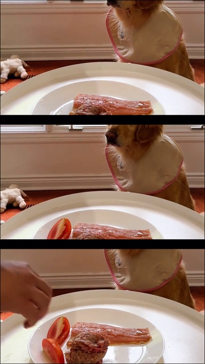 Chien assis