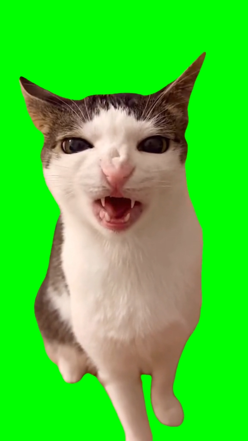 Gato comiendo crujiente
